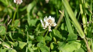 In Weissklee-Beständen machen Mähaufbereiter zwar Sinn, verursachen aber besonders grosse Bienenschäden. Daher sollte man den Schnittzeitpunkt abends oder am frühen morgen wählen oder auf Mähaufbereiter verzichten. (Bild Pixabay)