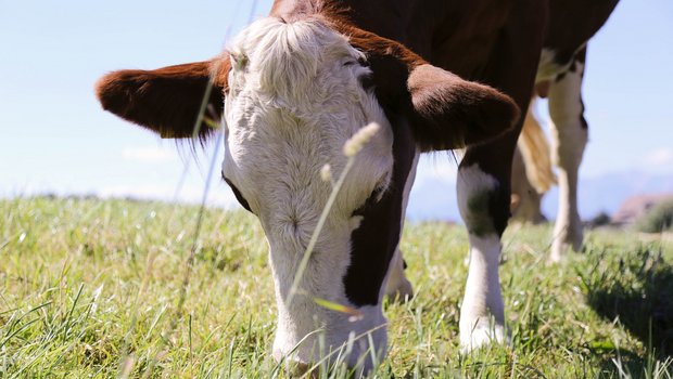 Geraten Kühe in Hitzestress, so hat das unter anderem Auswirkungen auf die Milchleistung und auf das Wohlbefinden. (Bild lid) 