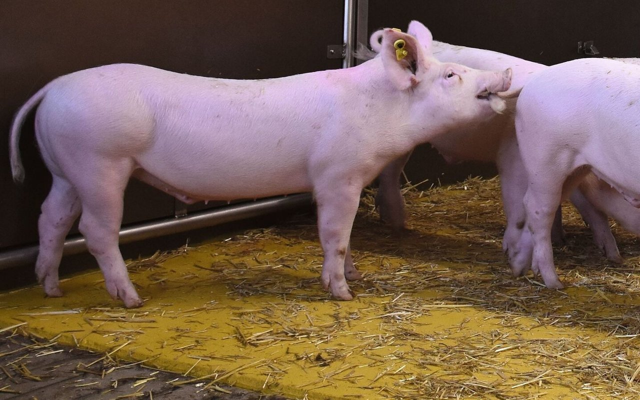 Ein Schwein beisst auf den Schwanz eines anderen Schweins.