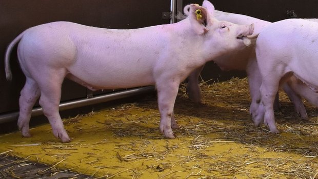 Kannibalismus Schwein Ein Schwein beisst auf den Schwanz eines anderen Schweins.