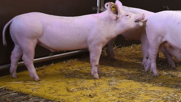Kannibalismus Schwein Ein Schwein beisst auf den Schwanz eines anderen Schweins.