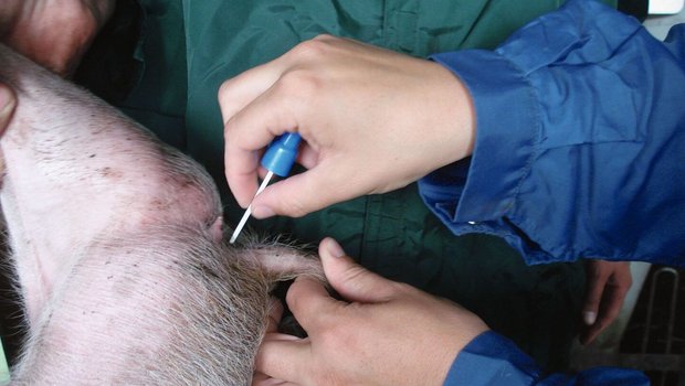 Durchfall Schweine Eine Hand hält den Schwanz des Schweins fest, die andere Hand sticht mit einer Nadel in die Schwanzwurzel.