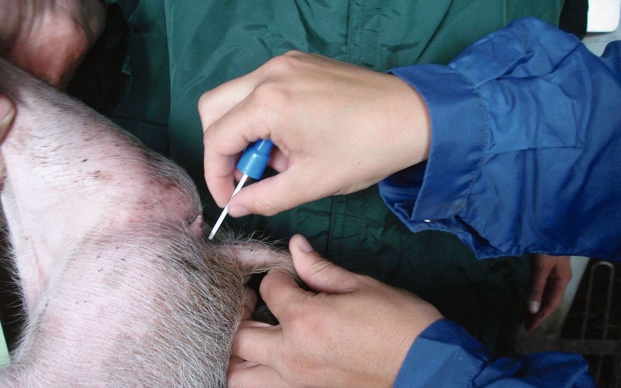 Eine Hand hält den Schwanz des Schweins fest, die andere Hand sticht mit einer Nadel in die Schwanzwurzel.