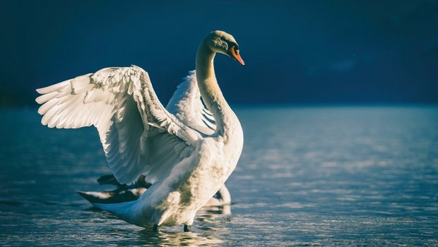 Nach seiner jahrhundertelangen Anwesenheit gilt der Höckerschwan als so etabliert oder einheimisch wie die ursprünglich aus Südamerika stammende Kartoffel, so Stefan Bachmann von Bird Life Schweiz. Bild: Adobe Stock