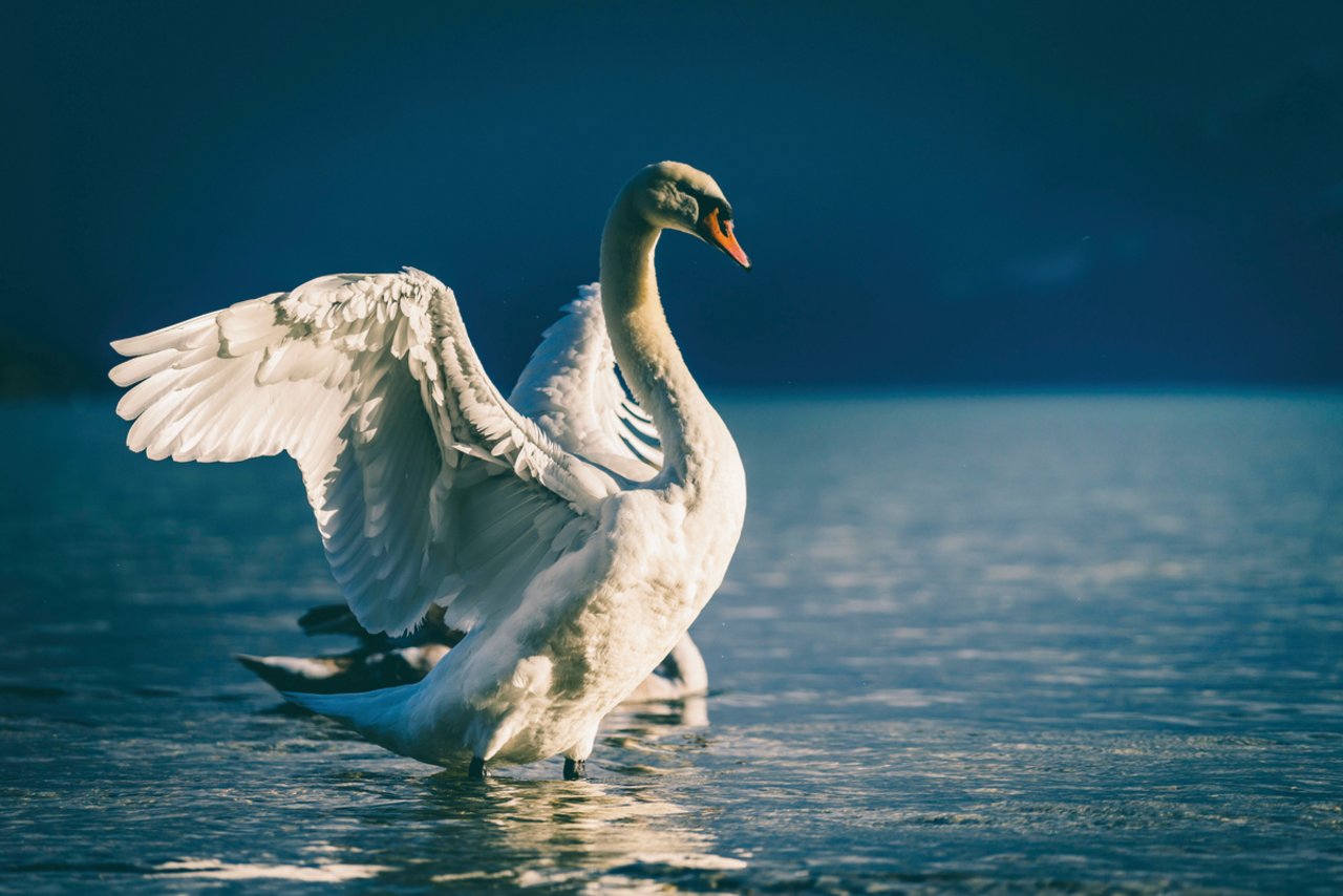 Nach seiner jahrhundertelangen Anwesenheit gilt der Höckerschwan als so etabliert oder einheimisch wie die ursprünglich aus Südamerika stammende Kartoffel, so Stefan Bachmann von Bird Life Schweiz. Bild: Adobe Stock