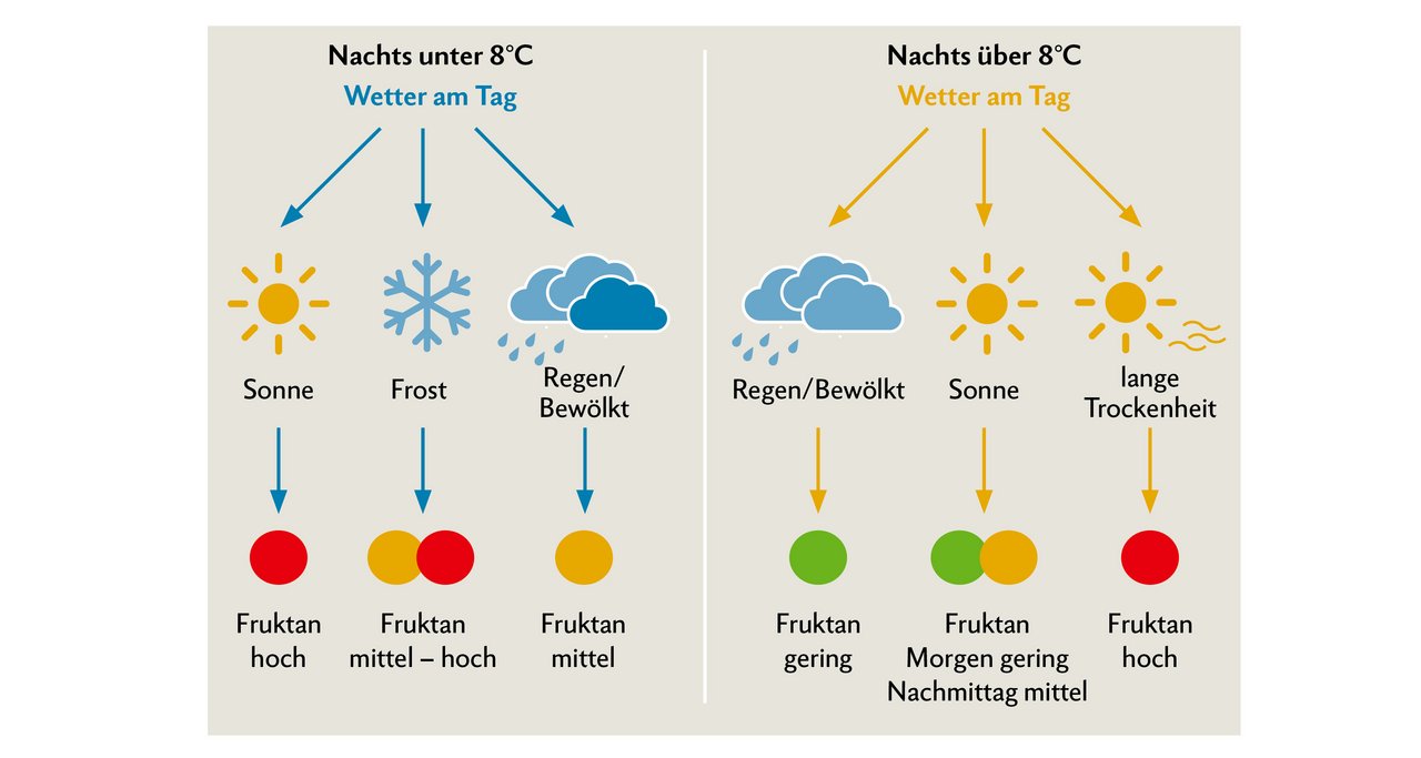 Kaltes, frostiges Wetter mit gleichzeitigem Sonnenschein regt die Pflanzen dazu an, Energie-reserven in Form von Fruktanen zu speichern. Besonders nach einem herbstlichen Nachtfrost können deshalb die Fruktanwerte auf der Weide sehr hoch sein. Grafik: Doris Rubin