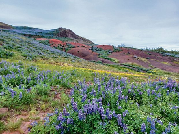 Bodenerosion ist zun Bodenerosion ist zunehmend ein Problem in Island. Um des Problems Herr zu werden, hat man im 20. Jahrhundert fremde Pflanzen eingeführt, darunter die Alaska-Lupine. Das fremde Gewächs sorgt nun für überraschende Farbtupfer in der isländischen Landschaft.