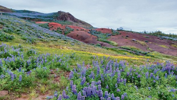 Bodenerosion ist zun Bodenerosion ist zunehmend ein Problem in Island. Um des Problems Herr zu werden, hat man im 20. Jahrhundert fremde Pflanzen eingeführt, darunter die Alaska-Lupine. Das fremde Gewächs sorgt nun für überraschende Farbtupfer in der isländischen Landschaft.