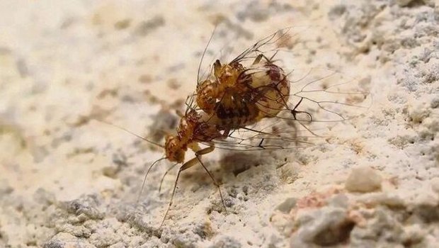 Umgekehrte Geschlechtermerkmale: Bei der Paarung der Staublaus ist das Männchen unten, das Weibchen oben.