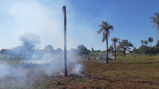 Auf dem Land von Michèle Huber und ihrer Familie sind bereits 34 Palmen gefällt worden. Sie dienen anschliessend als Futter, zum Feuer entfachen oder als Baumaterial. (Bild Michèle Huber)