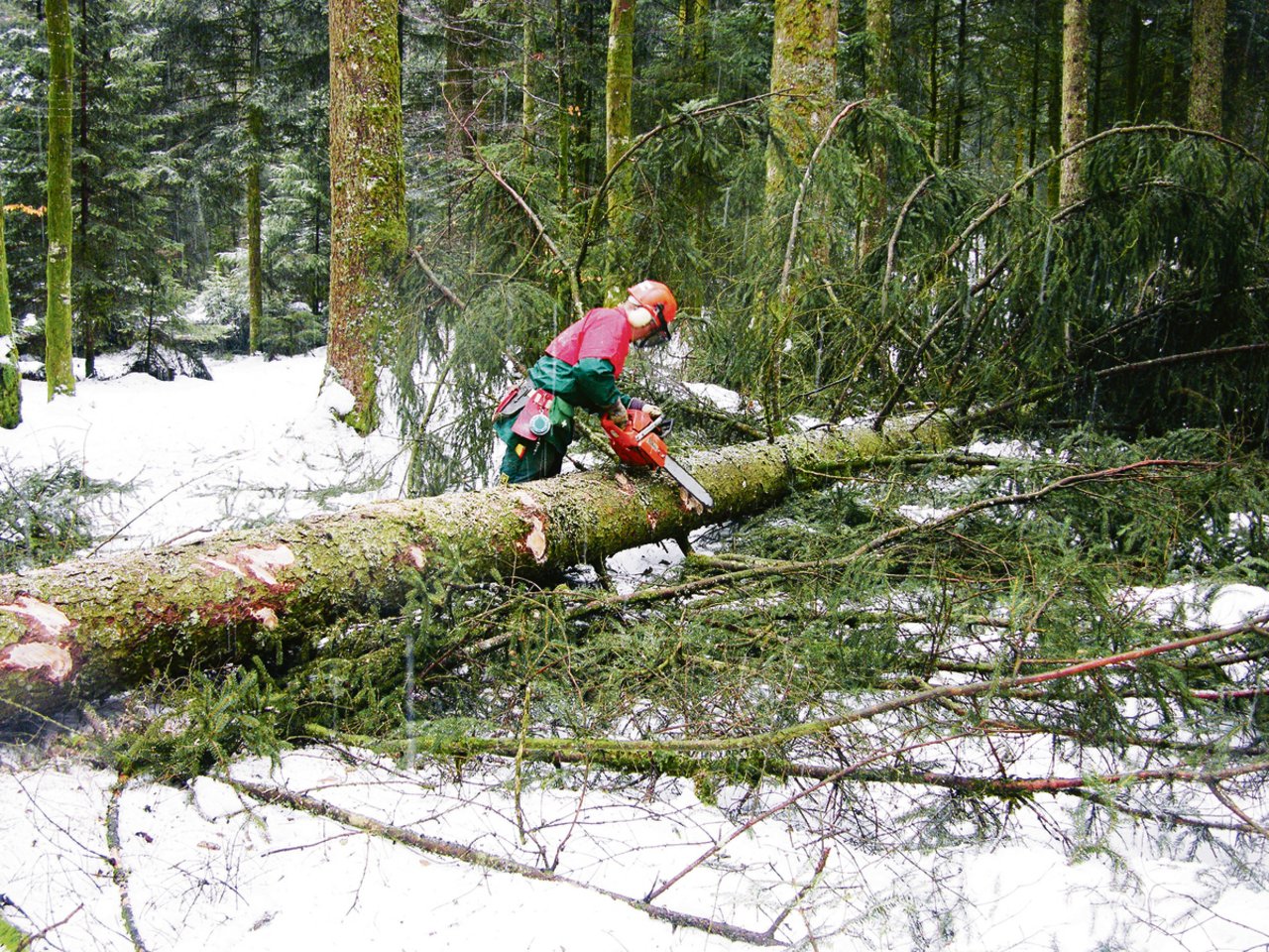 Eine gute Schutzausrüstung ist ein Muss für die Arbeiten im Wald. Viele Unfälle passieren beim Fällen der Bäume.(Bild BauZ)