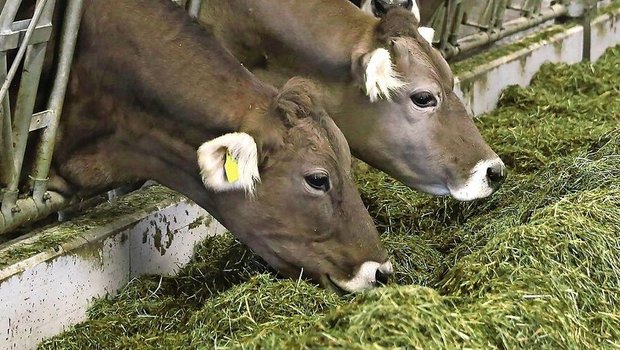 Das hohe Tierwohl und die raufutterbetonte Fütterung in der Mutterkuhhaltung beissen sich mit einer Methanausstoss-Minderung, war an der Regionaltagung von Mutterkuh Schweiz zu erfahren.