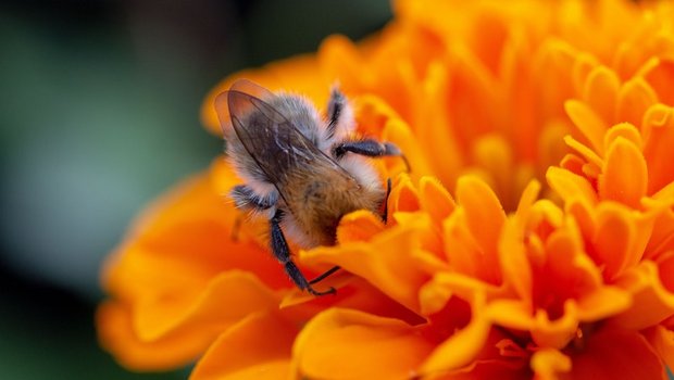 Eine Wildbiene an der Arbeit. Ihr Einsatz kann auch im Erwerbsobstbau genutzt werden. (Bild Pexels)