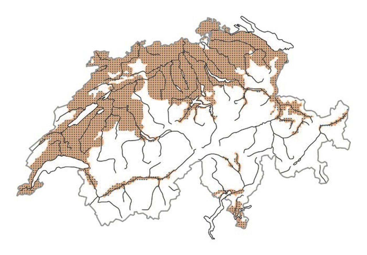 Verbreitung der Stadttaube in der Schweiz. Zur Brutzeit = Ocker, im Winter = Blau, zur Zugzeit = Rot Karte: Vogelwarte