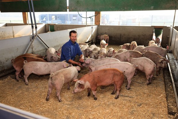 Landwirt Hannes Stofer hat darauf geachtet, dass der Stall für seine Mastschweine tierfreundlich und kostengünstig ist. Bild: Peter Röthlisberger