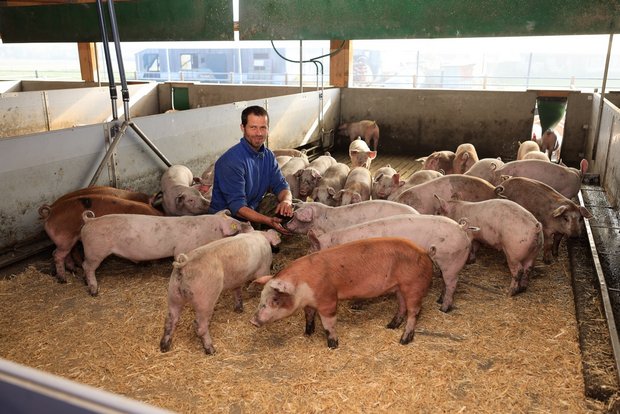 Im Halbwarmstall Pigport können die Schweine zwischen den Klimabereichen wählen Landwirt Hannes Stofer hat darauf geachtet, dass der Stall für seine Mastschweine tierfreundlich und kostengünstig ist. Bild: Peter Röthlisberger