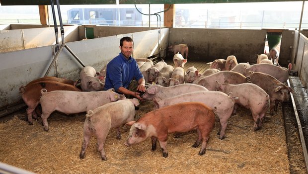 Landwirt Hannes Stofer hat darauf geachtet, dass der Stall für seine Mastschweine tierfreundlich und kostengünstig ist. Bild: Peter Röthlisberger