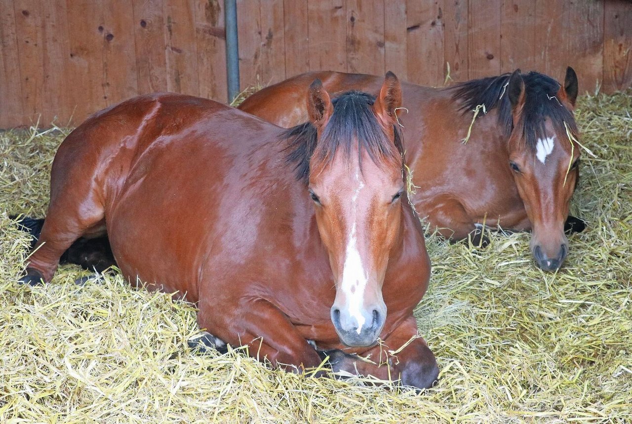 Getreidestroh gehört nach wie vor zum beliebtesten Einstreumaterial, auch wenn die Konkurrenz an Alternativprodukten gross ist.