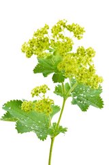 Frauenmantel – Alchemilla vulgaris – Volksmedizinisch wird der Frauenmantel bei gynäkologischen Beschwerden und Fruchtbarkeitsstörungen eingesetzt. Bei Kühen kann sie zum Beispiel zur Unterstützung der Fruchtbarkeit eingesetzt werden. 