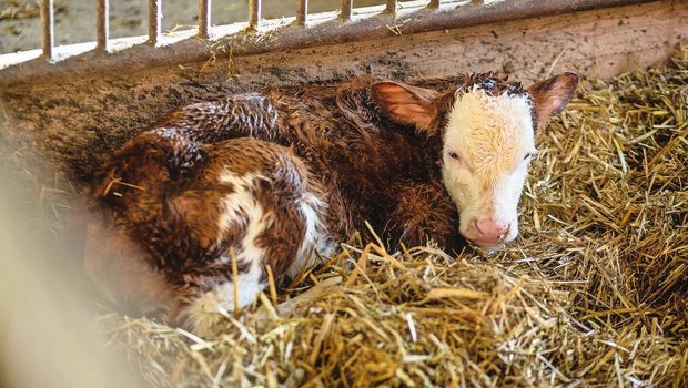 Verlängerte Zwischenkalbezeiit Ein frisch geborenes Kalb liegt im Stroh.