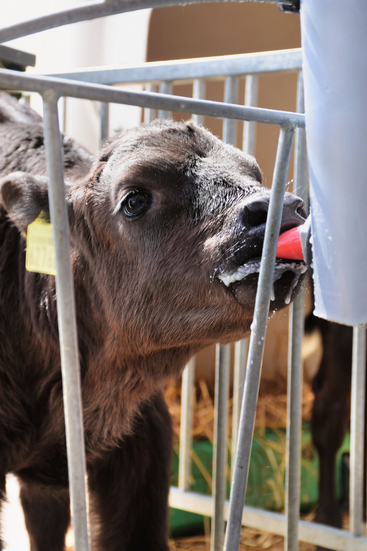 Kälber brauchen von der ersten bis zur dritten Lebenswoche mindestens acht Liter Milch pro Tag, um genügend Trockensubstanz aufzunehmen. Bild: Rebecca Scheidegger, KGD