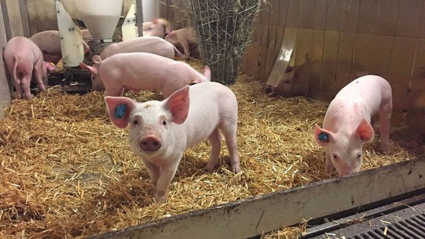 Streptokokken bei Schweinen Eine Gruppe Ferkel steht in der Bucht, welche mit Stroh eingestreut ist.