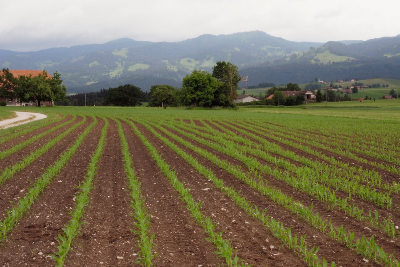 Hier wurde mit dem Pflug umgebrochen und ganzflächig geeggt. Die Bodenoberfläche ist anfälliger auf Erosion. Bild: zvg