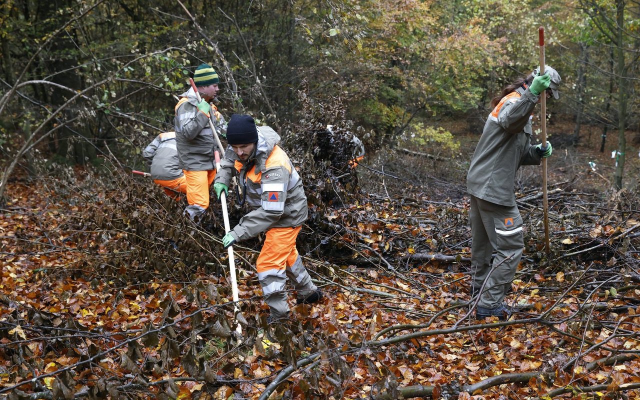 Personen vom Zivilschutz suchen mit Stangen den Waldboden nach toten Wildschweinen ab.