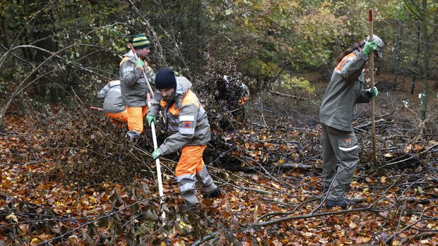 Personen vom Zivilschutz suchen mit Stangen den Waldboden nach toten Wildschweinen ab.