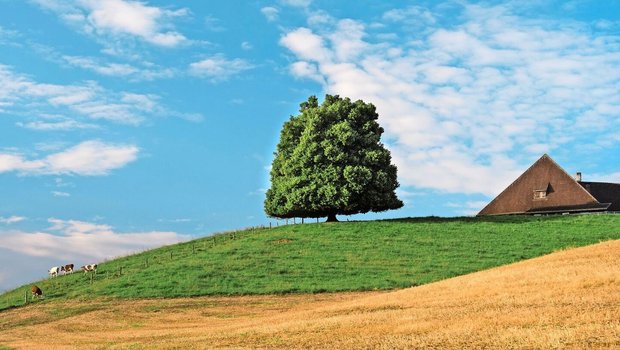 Die Linde ist ein traditioneller Baum Mitteleuropas, bekannt für ihre herzförmigen Blätter, duftenden Blüten und ihre Rolle als Symbol für Frieden und Gemeinschaft. 