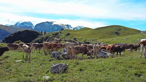 Die Rinder und Mastt Die Rinder und Masttiere nach der Alpung korrekt zu füttern, ist wichtig, um Wachstumseinbussen wieder etwas wettzumachen.Bild: Sanja Stuber