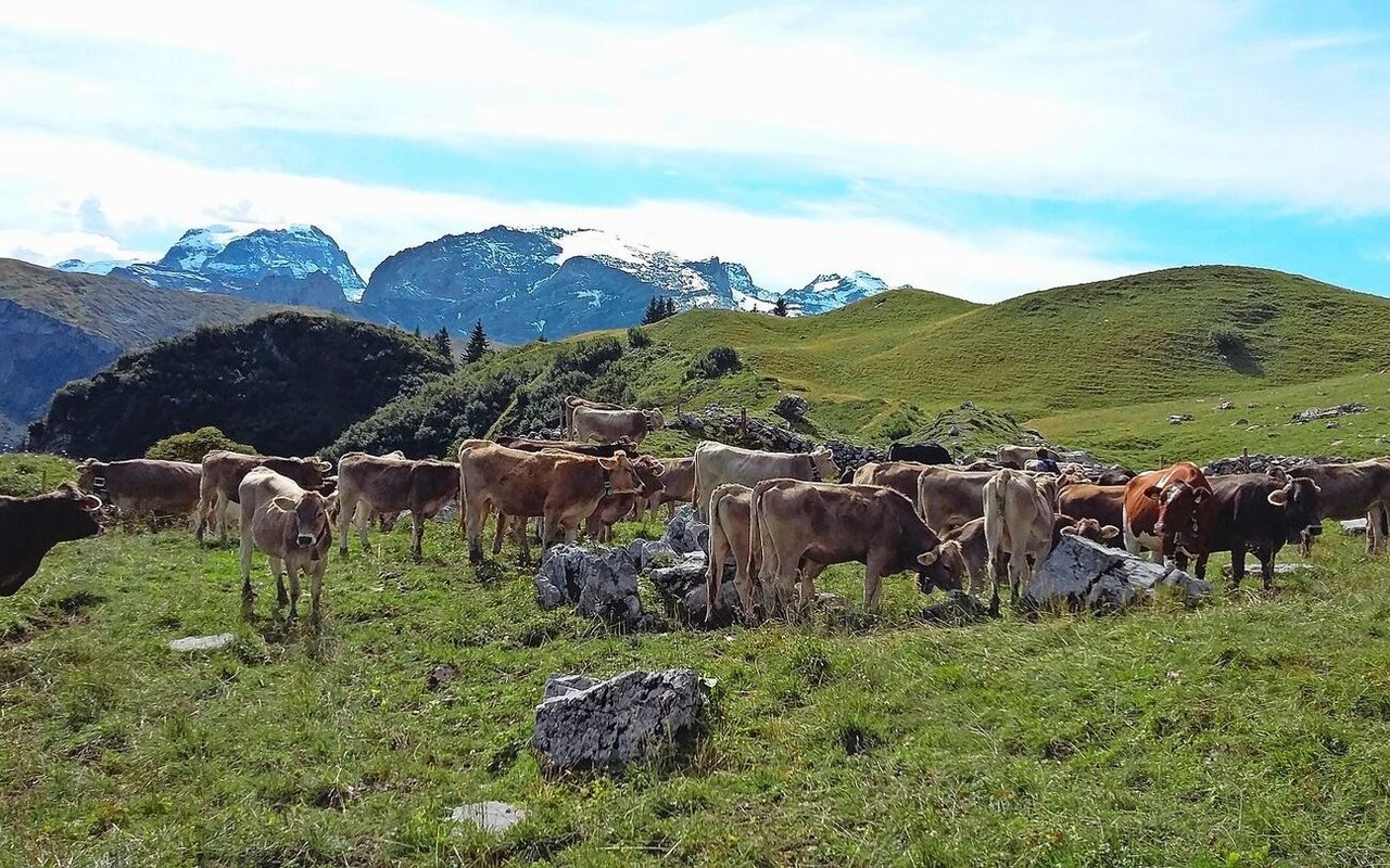 Die Rinder und Mastt Die Rinder und Masttiere nach der Alpung korrekt zu füttern, ist wichtig, um Wachstumseinbussen wieder etwas wettzumachen.Bild: Sanja Stuber