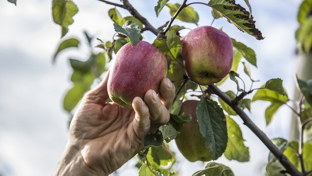 Eine Hand pflückt einen roten Apfel von einem Zweig.