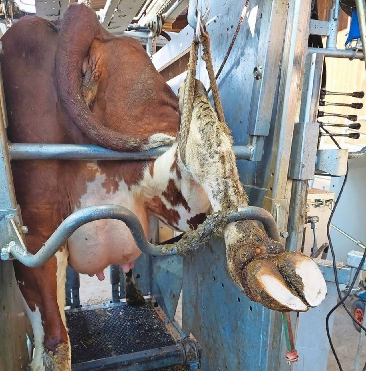 Dieser Klauenstand zieht die Hinterbeine nach oben und nicht nach hinten. 