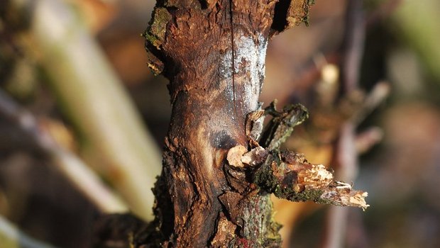 Obstbaumkrebs, der vor allem an Apfelbäumen auftritt, ist eine schwierig zu bekämpfende Pilzkrankheit. Bild: Philipp Gut