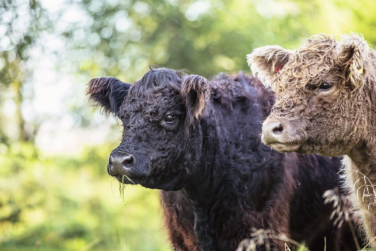 Die Galloway-Rinder gehören seit 25 Jahren zum Betrieb der Familie Kobel. Sie sind sehr genügsam. Bild: Sebastian Kobel