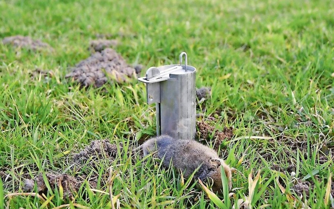 Im Bereich der mechanischen Mäusefallen wird auf landwirtschaftlichen Betrieben häufig die Topcat-Falle eingesetzt.