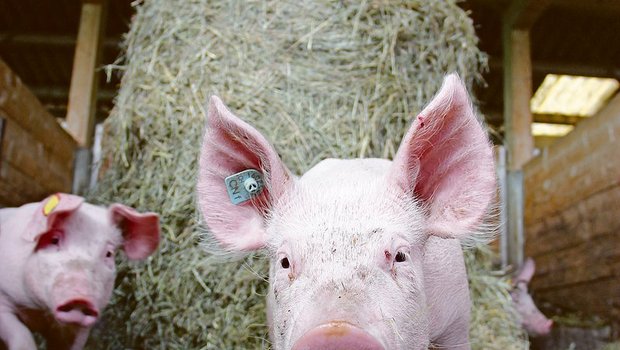 Höhere Anforderungen sorgen für teurere Produktionskosten und einen höheren Preis im Laden – wie bei diesen CNf-Schweinen. Weil der Absatz stockt, haben die Bauern nichts davon. (Bild sha)