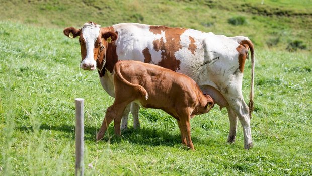 Die Muttertiere werden abends kontrolliert und bei Bedarf ausgemolken. Bild: Gian Vaitl