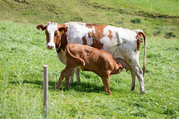 Systeme der mutter- und ammengebundenen Aufzucht Die Muttertiere werden abends kontrolliert und bei Bedarf ausgemolken. Bild: Gian Vaitl