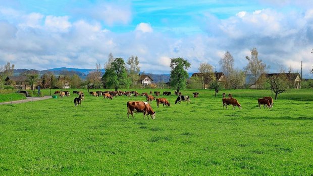Die graslandbasierte Fütterung mit robusten, standortangepassten Tieren steht im Biolandbau im Vordergrund.