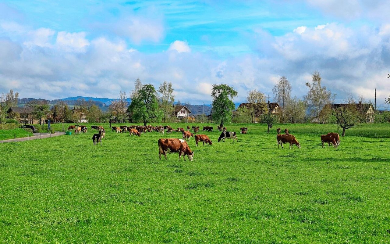 Die graslandbasierte Fütterung mit robusten, standortangepassten Tieren steht im Biolandbau im Vordergrund.