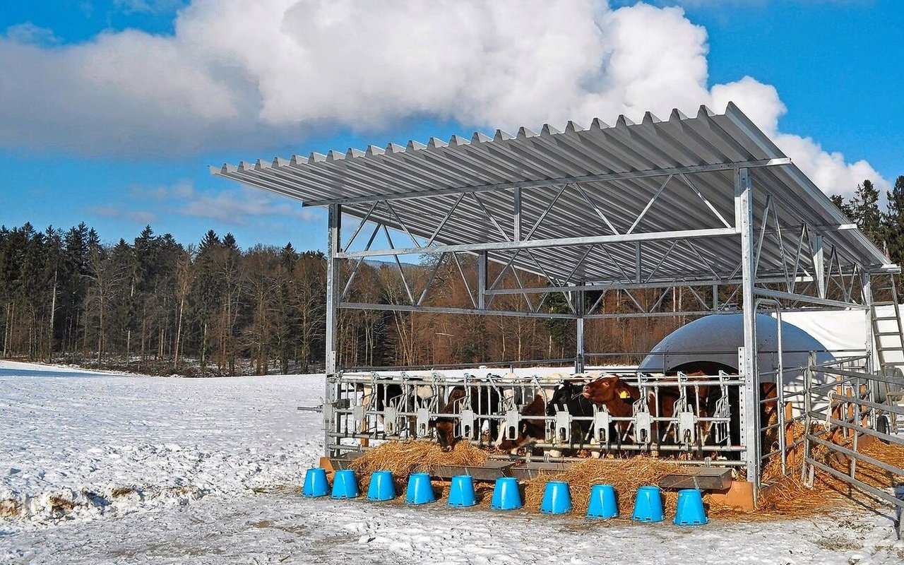 Bei den Betrieben, die das Freiluftkalb-Konzept umsetzten, sank der Antibiotikaeinsatz um 80 Prozent. 