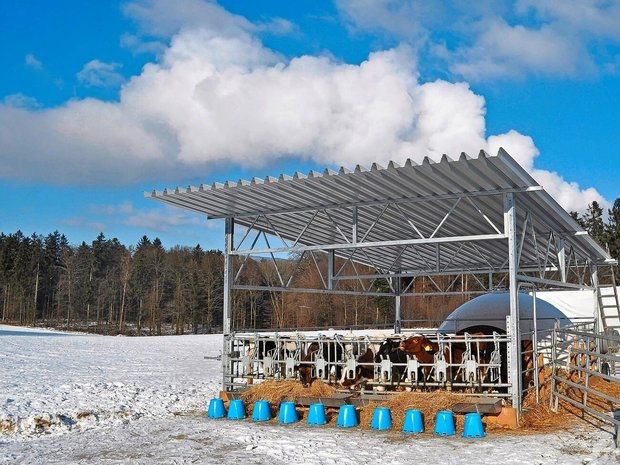 Bei den Betrieben, die das Freiluftkalb-Konzept umsetzten, sank der Antibiotikaeinsatz um 80 Prozent. 