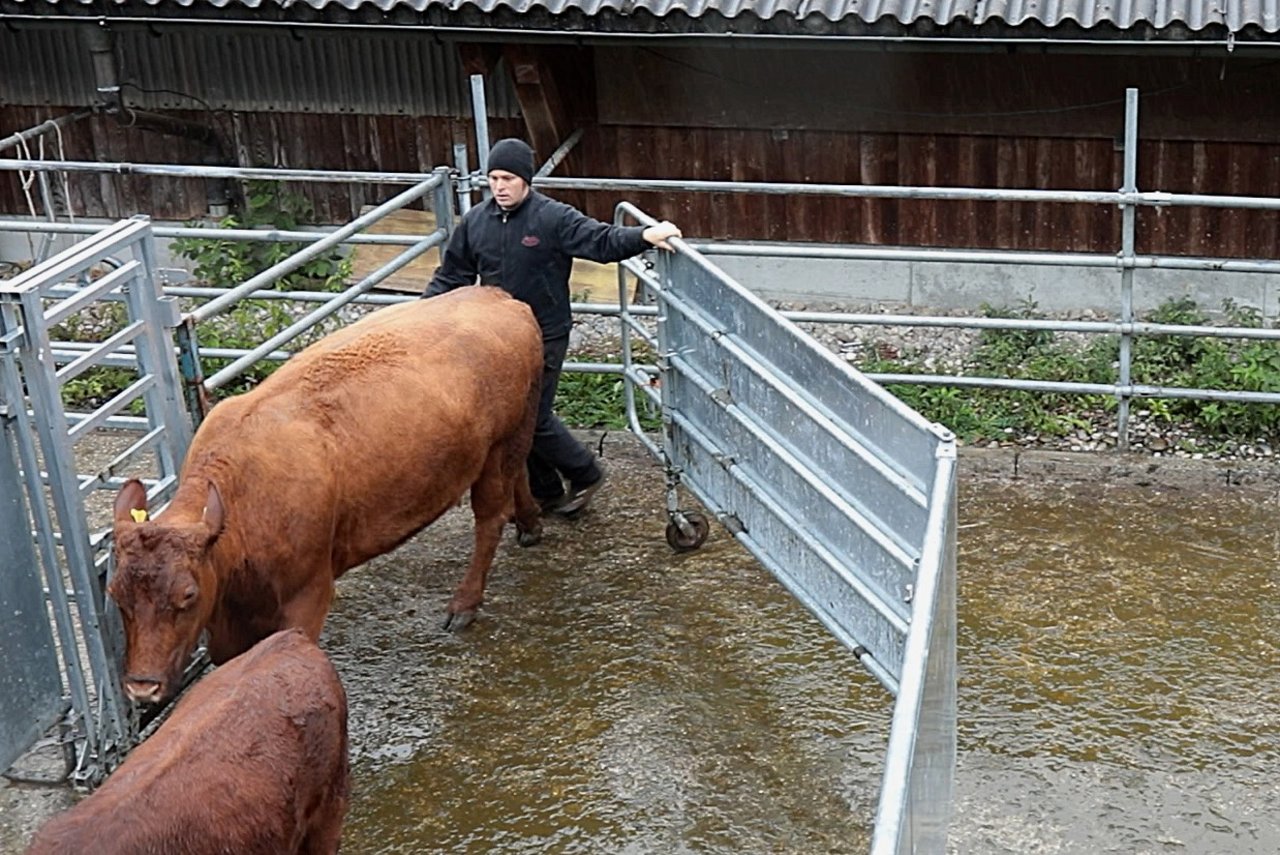 Der Eingang der Bud-Box ist so konzipiert, dass Bürgi beim Schliessen des Tores den Ausgang (links) in den Treibgang gleichzeitig öffnen kann. Bild: Pia Neuenschwander