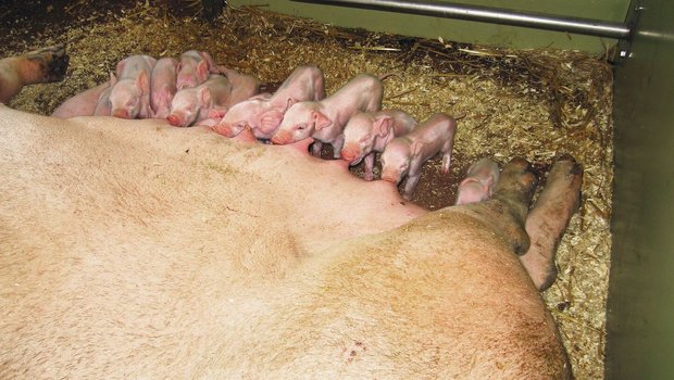 Weil die Kolostrummenge der Sau mehr oder weniger konstant ist und nicht von der Wurfgrösse abhängt, muss das Management darauf achten, dass alle Saugferkel genug bekommen.