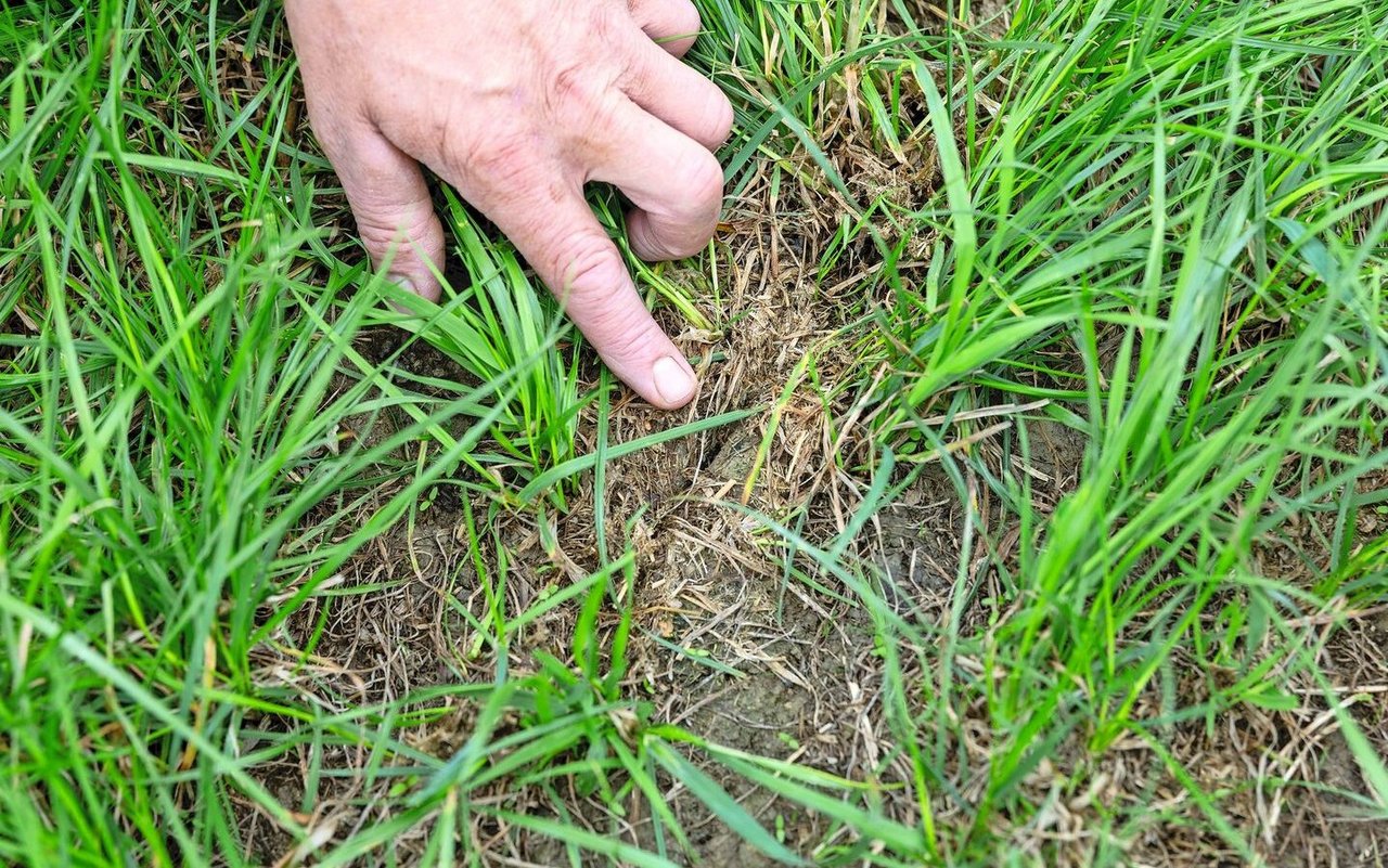  20 Tage nach der Gülleausbringung mit dem Schlitzgerät ist gut ersichtlich, dass die Güllereste im Schlitz und an der Triebbasis blieben.
