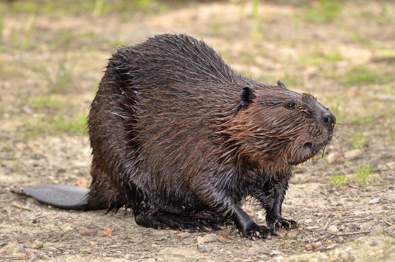 Der Biber breitet sich in der Schweiz auch entlang von kleineren Gewässern aus. Bild: Fotolia