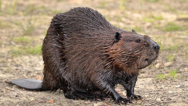 Der Biber breitet sich in der Schweiz auch entlang von kleineren Gewässern aus. Bild: Fotolia