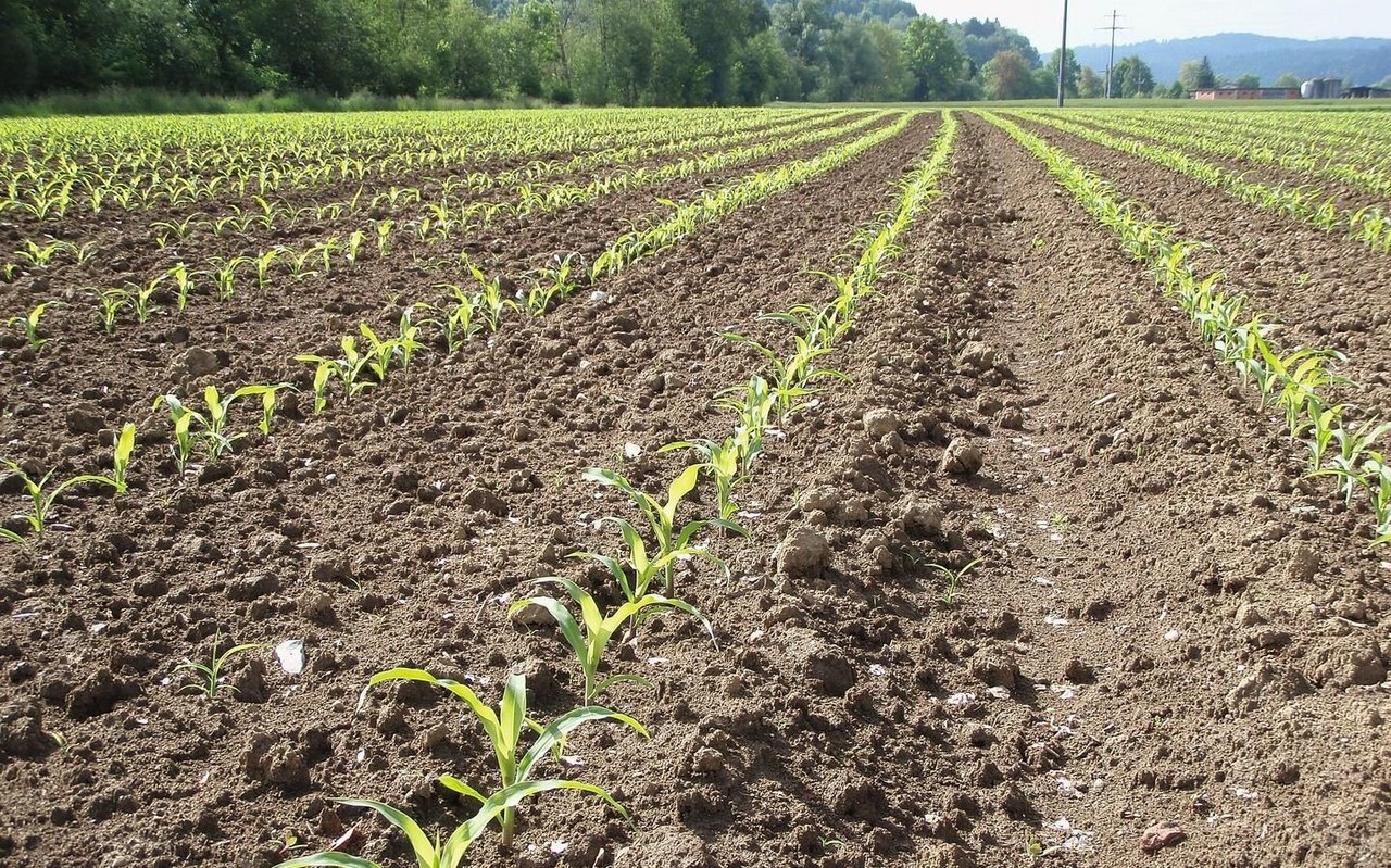 Junge Maispflanzen stehen im Feld.